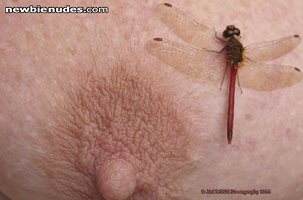 Dragonfly & Nipple
