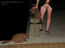 Got to love beavers
