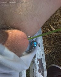 sitting on a park bench with a reed inserted in my prick