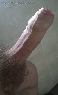 Early Morning Cock